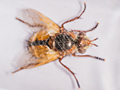 Tachina magnicornis
